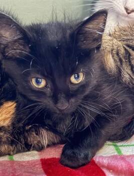 STARLIGHT -  Domestic Short Hair Cat for Adoption in Westminster, Maryland - STARLIGHT | PetCurious