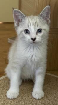 Omelette -  Siamese and Domestic Short Hair Cat for Adoption in Dallas, Texas - Omelette | PetCurious