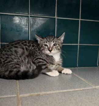 Domestic Short Hair Cats Available for Adoption in Honolulu, Hawaii - Shaggy | PetCurious