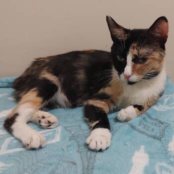 Calista -  Domestic Short Hair Cat for Adoption in Fairfax Station, Virginia - Calista | PetCurious