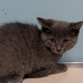 River -  Domestic Medium Hair Cat for Adoption in Jefferson City, Tennessee - River | PetCurious