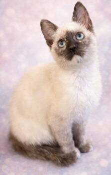 Domestic Short Hair and Tortoiseshell Cats Available for Adoption - Bloom: Not At The Shelter (Faith) Avail 4/10 | PetCurious