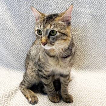 Rescue Domestic Short Hair Cats for Adoption in Mt. Juliet, Tennessee - Mama Polaris | PetCurious