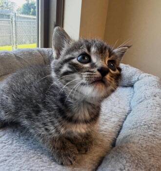 Domestic Short Hair Cats Available for Adoption in Little Rock, Arkansas - Emma | PetCurious