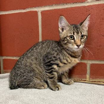 Kiawah -  Domestic Short Hair Cat for Adoption in Cabot, Arkansas - Kiawah | PetCurious