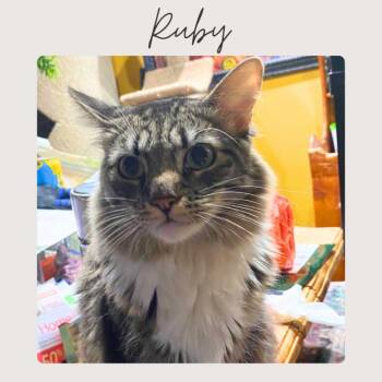 Domestic Medium Hair and Tabby Cats Available for Adoption - RUBY | PetCurious