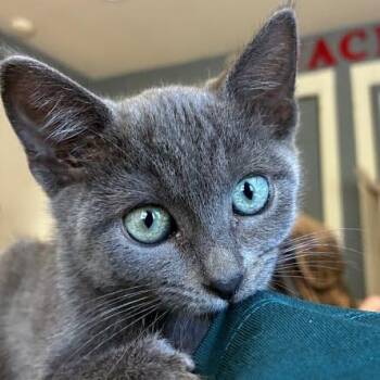 Angel Hair -  Russian Blue and Domestic Short Hair Cat for Adoption in Sacramento, California - Angel Hair | PetCurious