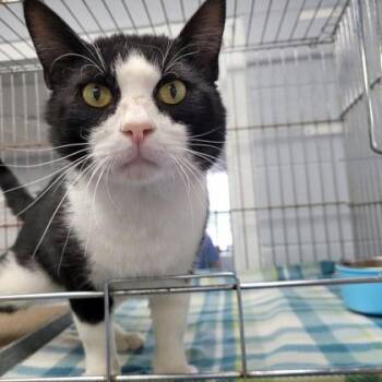 Domestic Short Hair Cats Available for Adoption in Beatrice, Nebraska - Rufus | PetCurious