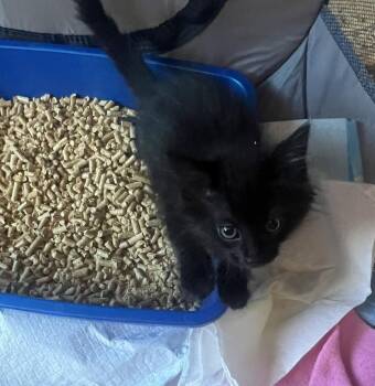 Kopi Luwak -  Domestic Long Hair Cat for Adoption in Wilmington, North Carolina - Kopi Luwak | PetCurious