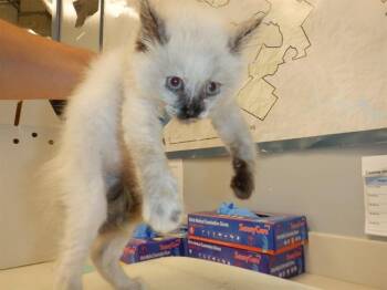 HARU -  Domestic Short Hair Cat for Adoption in San Jose, California - HARU | PetCurious