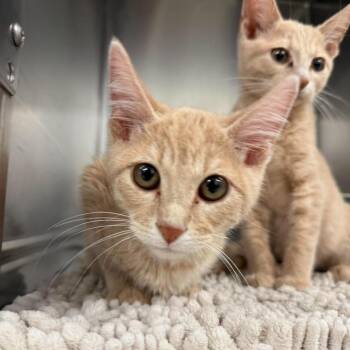 Vindaloo -  Domestic Short Hair Cat for Adoption in Salt Lake City, Utah - Vindaloo | PetCurious