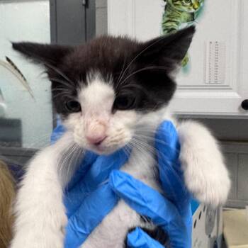 Domestic Short Hair Cats Available for Adoption in Greenville, South Carolina - The Great Catsby | PetCurious
