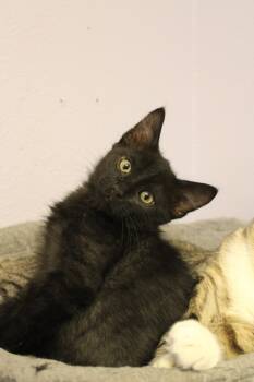 Rescue Domestic Short Hair Cats for Adoption in Weaverville, California - Tic | PetCurious