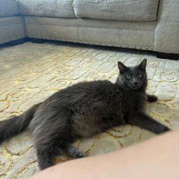 Koa -  Russian Blue Cat for Adoption in Long Beach, California - Koa | PetCurious