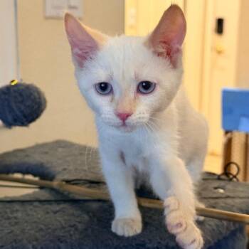 Domestic Short Hair Cats Available for Adoption in Las Vegas, Nevada - MinuteMaid | PetCurious