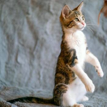 Jasper (Courtesy Post) -  Domestic Short Hair Cat for Adoption in Sunnyvale, California - Jasper (Courtesy Post) | PetCurious