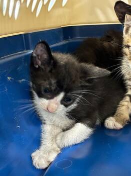 A136679 -  Domestic Short Hair Cat for Adoption in Palmetto, Florida - A136679 | PetCurious