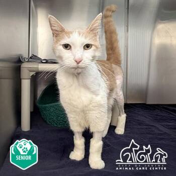 VILLA -  Domestic Short Hair Cat for Adoption in Irvine, California - VILLA | PetCurious