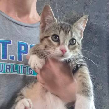 Little Bit C70374 -  Domestic Short Hair Cat for Adoption in Minnetonka, Minnesota - Little Bit C70374 | PetCurious