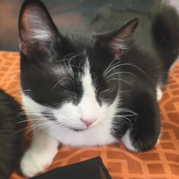 Domestic Short Hair Cats Available for Adoption - Mason | PetCurious