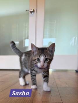 Sasha -  Domestic Short Hair Cat for Adoption in Ruskin, Florida - Sasha | PetCurious