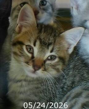 Dalton -  Domestic Short Hair Cat for Adoption in West Memphis, Arkansas - Dalton | PetCurious