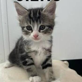 Gizmo -  Domestic Short Hair Cat for Adoption in Calgary, Alberta - Gizmo | PetCurious