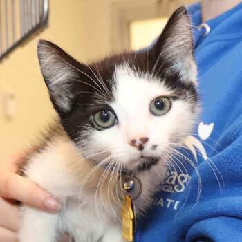 Domestic Short Hair Cats Available for Adoption in Port Washington, New York - Nevets | PetCurious