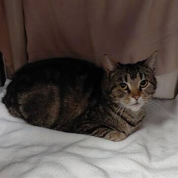 Domestic Short Hair Cats Available for Adoption - ARANYANI | PetCurious