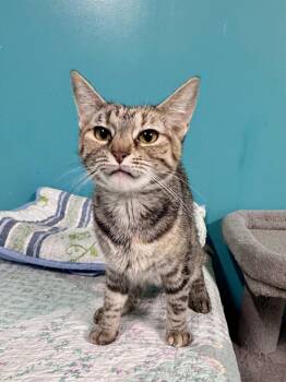 Torbie Cats Available for Adoption in Scottsburg, Indiana - Katniss | PetCurious