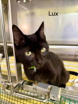 Domestic Short Hair Cats Available for Adoption - Lux | PetCurious