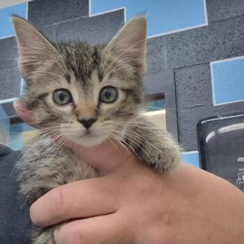 Domestic Short Hair Cats Available for Adoption in Ardmore, Oklahoma - Cassy | PetCurious