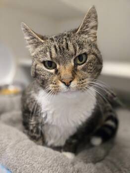 Domestic Short Hair Cats Available for Adoption - Isabelle | PetCurious