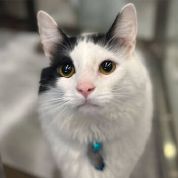 Rescue Domestic Short Hair Cats for Adoption in Port Washington, New York - Bistro | PetCurious