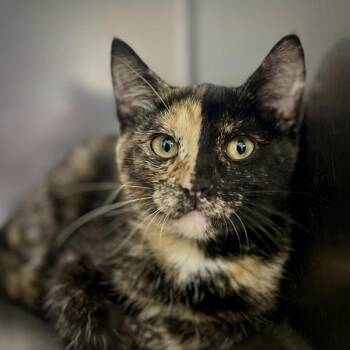Earth -  Domestic Short Hair Cat for Adoption in Sioux City, Iowa - Earth | PetCurious