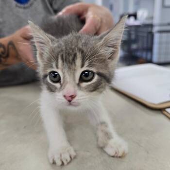 Navi nka Sugar Bug -  Domestic Short Hair Cat for Adoption in Duncan, Oklahoma - Navi Nka Sugar Bug | PetCurious