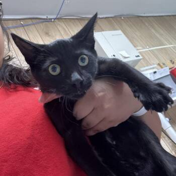 Binx -  Domestic Short Hair Cat for Adoption in Leander, Texas - Binx | PetCurious