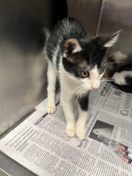 Milo -  Domestic Short Hair Cat for Adoption in Hopkinsville, Kentucky - Milo | PetCurious
