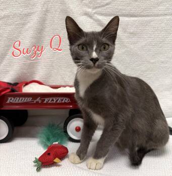 Suzy Q #snack-cake-trio -  Tuxedo and Domestic Short Hair Cat for Adoption in Houston, Texas - Suzy Q #snack-cake-trio | PetCurious