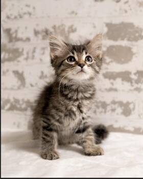 Paper Clip -  Maine Coon and Domestic Medium Hair Cat for Adoption in San Tan Valley, Arizona - Paper Clip | PetCurious