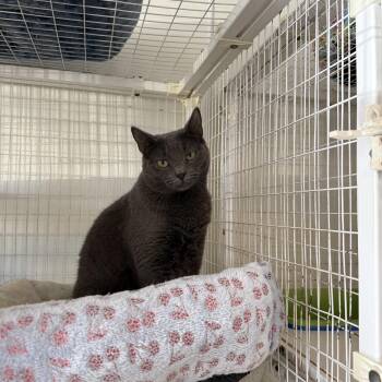 Jasmine -  Domestic Short Hair Cat for Adoption in Clifton, New Jersey - Jasmine | PetCurious