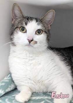 Domestic Short Hair Cats Available for Adoption in Mason, Michigan - Eshu | PetCurious