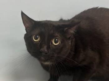 Niles -  Domestic Short Hair Cat for Adoption in Woodbury, Minnesota - Niles | PetCurious