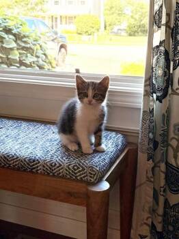 CAMERO -  Domestic Short Hair Cat for Adoption in Peoria, Illinois - CAMERO | PetCurious