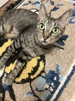 Wilma -  Domestic Short Hair Cat for Adoption in Oviedo, Florida - Wilma | PetCurious