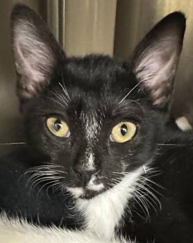 Sora -  Domestic Short Hair Cat for Adoption in Walnut Creek, California - Sora | PetCurious