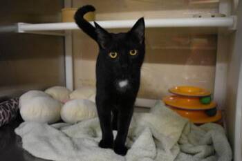 Bumble -  Domestic Short Hair Cat for Adoption in Kansas City, Missouri - Bumble | PetCurious
