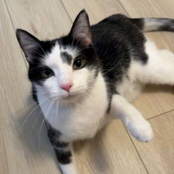 Domestic Short Hair Cats Available for Adoption - Raspberry | PetCurious