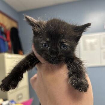 Domestic Short Hair Cats Available for Adoption in Saint Joseph, Missouri - Jane | PetCurious