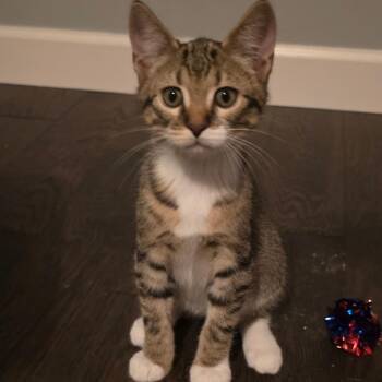Leo -  Domestic Short Hair Cat for Adoption in Kansas City, Missouri - Leo | PetCurious